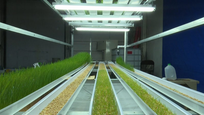 Photo of aquaponic plants growing in troughs under lights